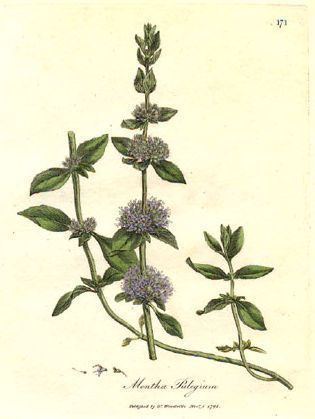 Hart's Penny-royal - Mentha pulegium - мята блошиная (болотная)
